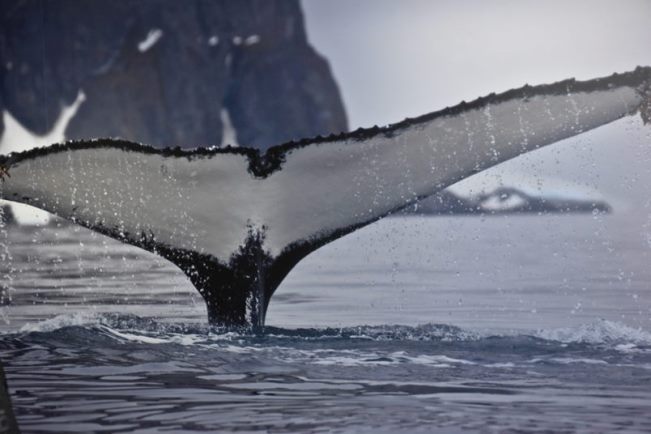 whaletales no pic